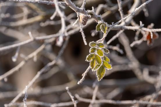 W poszukiwaniu jemiołuszek: z beskidzkich szlaków na wzgórze Trzy Lipki
