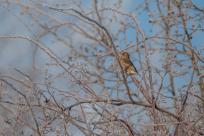 W poszukiwaniu jemiołuszek: z beskidzkich szlaków na wzgórze Trzy Lipki