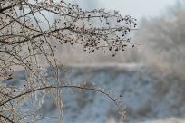 W poszukiwaniu jemiołuszek: z beskidzkich szlaków na wzgórze Trzy Lipki