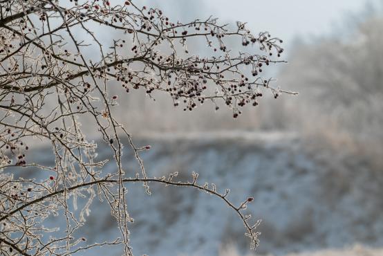 W poszukiwaniu jemiołuszek: z beskidzkich szlaków na wzgórze Trzy Lipki