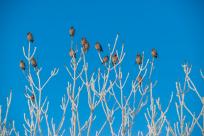 W poszukiwaniu jemiołuszek: z beskidzkich szlaków na wzgórze Trzy Lipki