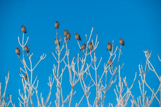 W poszukiwaniu jemiołuszek: z beskidzkich szlaków na wzgórze Trzy Lipki