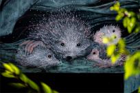 Muralowa Mapa Bielska-Białej: kolejne puzzle układanki oraz bonus zza granicy… miasta.