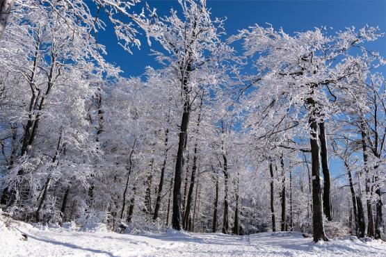 Szyndzielnia, Klimczok, Magura - Beskid Śląski zimą