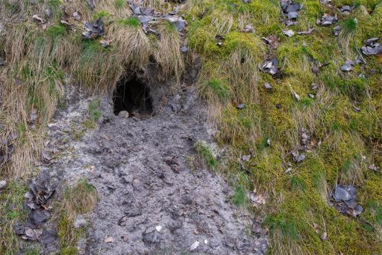 Pozycja Górnośląska: Bunkry Regelbau 116A w Zbrosławicach - Opowieść o mrocznych dziejach Europy