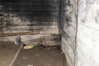 Pozycja Górnośląska: Bunkry Regelbau 116A w Zbrosławicach - Opowieść o mrocznych dziejach Europy