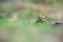 Beskid Śląski: Tajemnicze Ruiny Schroniska „Magura – Kąpielisko” Beskid Śląski: Tajemnicze Ruiny Schroniska „Magura – Kąpielisko”