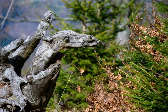 Beskid Śląski: Tajemnicze Ruiny Schroniska „Magura – Kąpielisko”