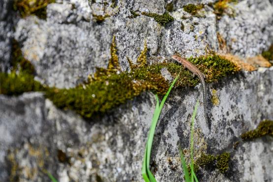 Beskid Śląski: Tajemnicze Ruiny Schroniska „Magura – Kąpielisko”