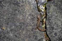 Beskid Śląski: Tajemnicze Ruiny Schroniska „Magura – Kąpielisko” Beskid Śląski: Tajemnicze Ruiny Schroniska „Magura – Kąpielisko”