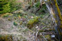 Beskid Śląski: Tajemnicze Ruiny Schroniska „Magura – Kąpielisko” Beskid Śląski: Tajemnicze Ruiny Schroniska „Magura – Kąpielisko”