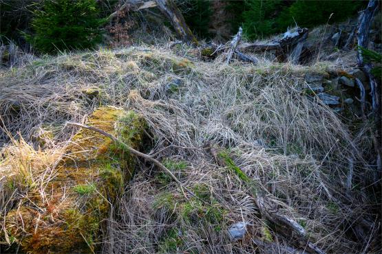 Beskid Śląski: Tajemnicze Ruiny Schroniska „Magura – Kąpielisko”