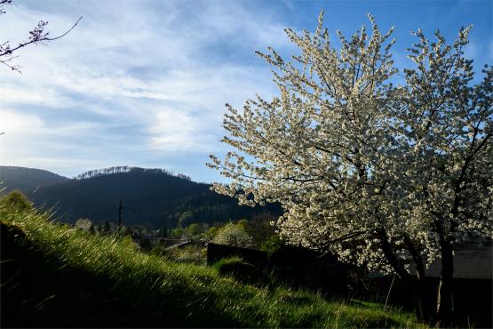 Beskid Śląski: Tajemnicze Ruiny Schroniska „Magura – Kąpielisko”