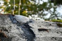 Węgierska Górka: Ciężki Schron Bojowy „Waligóra” – Historia Obrony Południa Polski