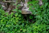 Zamek Wołek: Opowieść o Zapomnianej Twierdzy i Ciemnej Stronie Beskidu Małego