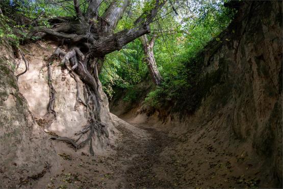Kazimierz Dolny. Miasto, które pamięta więcej niż pokazuje...