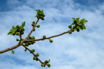 Wielkanocne jajo, czyli święta w Chorwacji