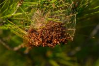 Wielkanocne jajo, czyli święta w Chorwacji