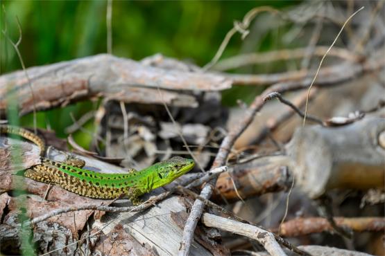 Wielkanocne jajo, czyli święta w Chorwacji