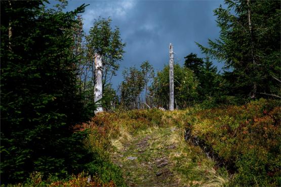 Strażnicy Beskidzkiej Puszczy: Kapliczki, demony i ryki jeleni