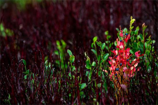 Strażnicy Beskidzkiej Puszczy: Kapliczki, demony i ryki jeleni