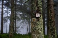 Strażnicy Beskidzkiej Puszczy: Kapliczki, demony i ryki jeleni