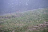 Strażnicy Beskidzkiej Puszczy: Kapliczki, demony i ryki jeleni