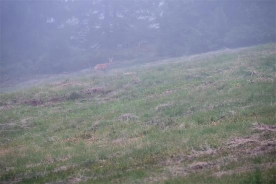 Strażnicy Beskidzkiej Puszczy: Kapliczki, demony i ryki jeleni