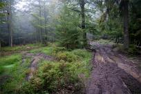 Strażnicy Beskidzkiej Puszczy: Kapliczki, demony i ryki jeleni