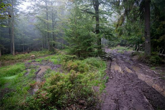 Strażnicy Beskidzkiej Puszczy: Kapliczki, demony i ryki jeleni