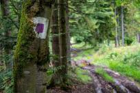 Strażnicy Beskidzkiej Puszczy: Kapliczki, demony i ryki jeleni