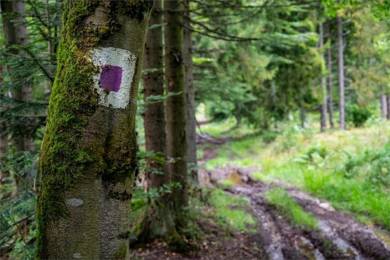 Strażnicy Beskidzkiej Puszczy: Kapliczki, demony i ryki jeleni