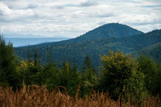 Strażnicy Beskidzkiej Puszczy: Kapliczki, demony i ryki jeleni