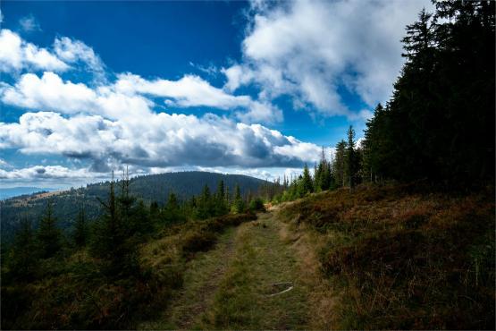 Strażnicy Beskidzkiej Puszczy: Kapliczki, demony i ryki jeleni