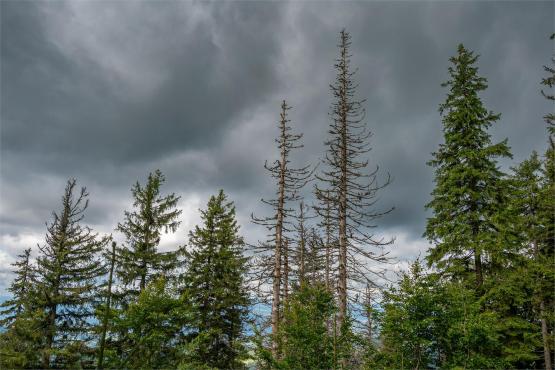 Strażnicy Beskidzkiej Puszczy: Kapliczki, demony i ryki jeleni