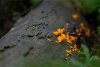 Strażnicy Beskidzkiej Puszczy: Kapliczki, demony i ryki jeleni