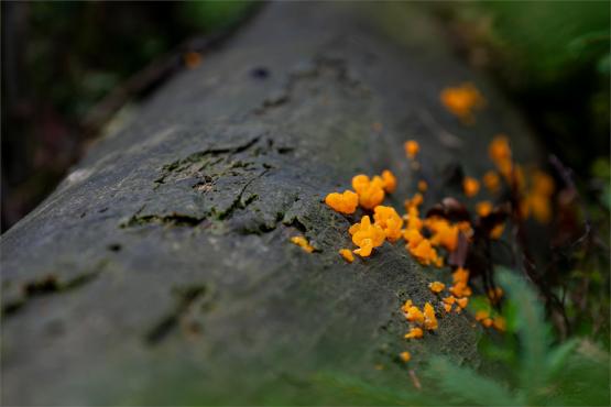 Strażnicy Beskidzkiej Puszczy: Kapliczki, demony i ryki jeleni