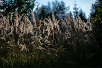 Strażnicy Beskidzkiej Puszczy: Kapliczki, demony i ryki jeleni