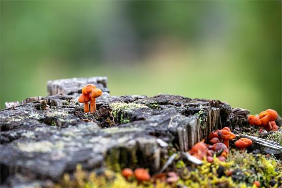 Strażnicy Beskidzkiej Puszczy: Kapliczki, demony i ryki jeleni