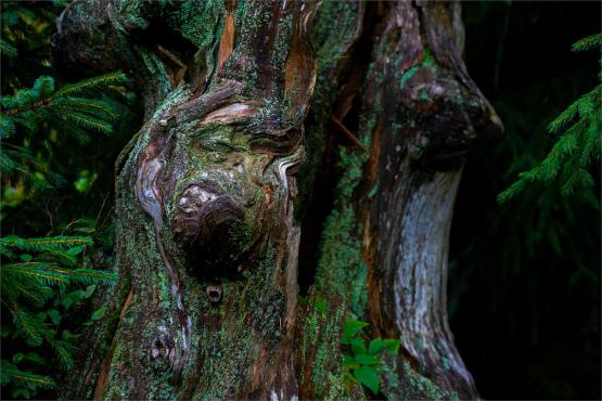 Strażnicy Beskidzkiej Puszczy: Kapliczki, demony i ryki jeleni