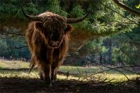 Strażnicy Beskidzkiej Puszczy: Kapliczki, demony i ryki jeleni