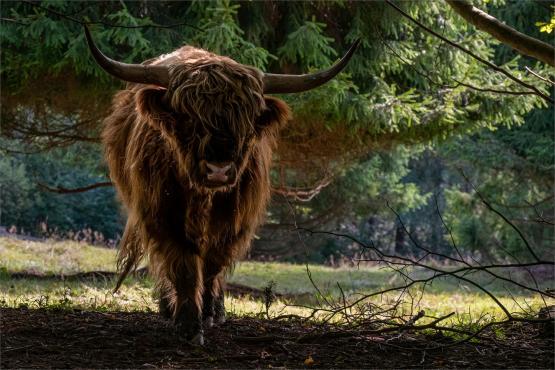 Strażnicy Beskidzkiej Puszczy: Kapliczki, demony i ryki jeleni