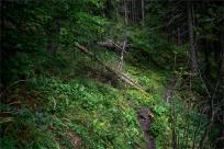 Strażnicy Beskidzkiej Puszczy: Kapliczki, demony i ryki jeleni