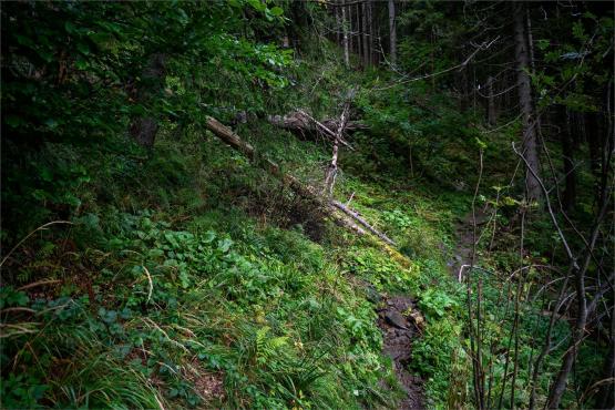 Strażnicy Beskidzkiej Puszczy: Kapliczki, demony i ryki jeleni