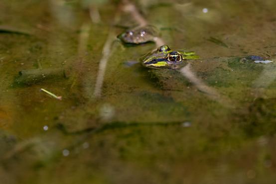 Żaba jeziorkowa (Pelophylax lessonae syn. Rana lessonae) jest najmniejszym przedstawicielem rodziny żab zielonych