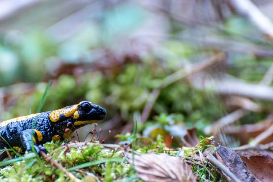 Salamandra (Salamandridae) może ważyć około 40 gramów a długość jej ciała może dochodzić do 24 centymetrów