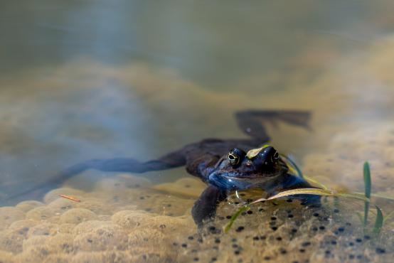 Żaba moczarowa (Rana arvalis) w niebieskiej barwie godowej nosi się tylko dwa tygodnie