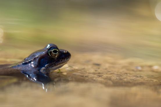 Niebieska żaba moczarowa (Rana arvalis) może żyć do dziesięciu lat