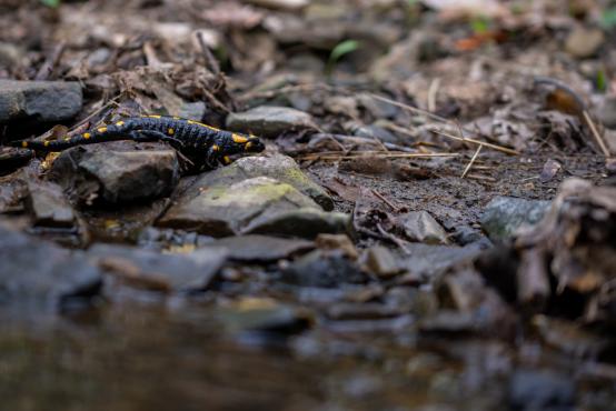 Salamandra (Salamandridae) zwana jest również  jaszczurem plamistym lub ognisty, ze względu na żółto pomarańczowe plamy