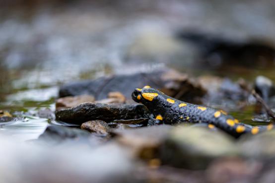 Salamandra (Salamandridae) posiada wiele gruczołów jadowych wytwarzających toksynę, która przy kontakcie może spowodować silne pieczenie i podrażnienia